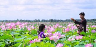 Ngẩn ngơ trước vẻ đẹp khu du lịch Đồng Sen Tháp Mười nổi tiếng Đồng Tháp&nbsp;