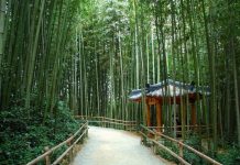 Rừng trúc Juknokwon – điểm check in không thể bỏ qua khi du lịch Hàn Quốc Rừng trúc Juknokwon - điểm check in không thể bỏ qua khi du lịch Hàn Quốc